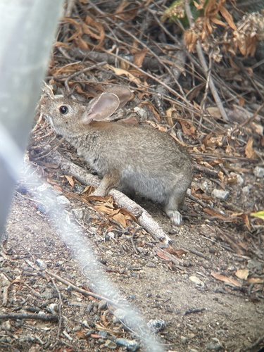 iNaturalist observation photo of Brush Rabbit