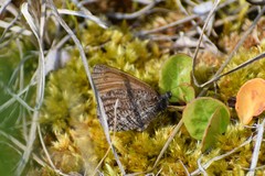 Oeneis jutta alaskensis