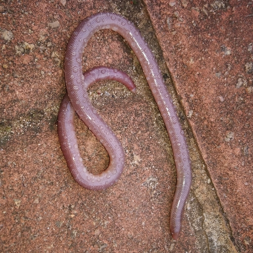 Delalande's Beaked Blind Snake