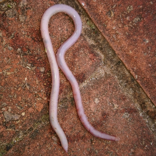Delalande's Beaked Blind Snake