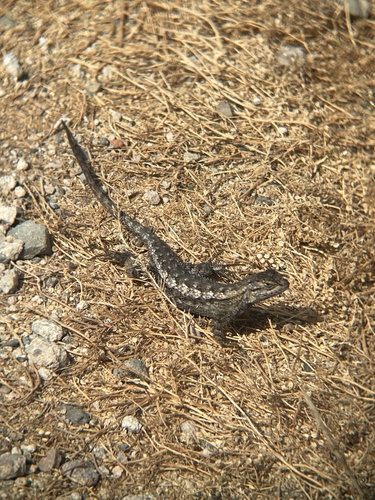 iNaturalist observation photo of Western Fence Lizard