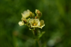 Drymocallis convallaria