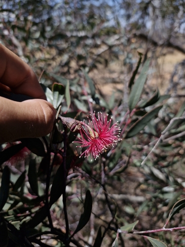 Eucalyptus erythronema, 2024-10-14