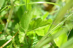 Drymocallis convallaria