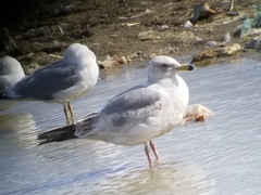 Larus argentatus vegae
