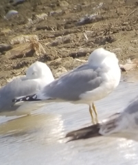 Larus argentatus vegae