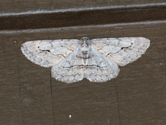 Stenoporpia pulmonaria
