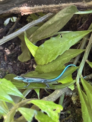 Emoia caeruleocauda observed 2024-10-13