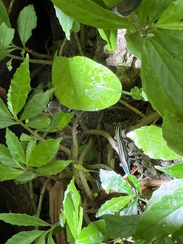 Emoia caeruleocauda observed 2024-10-13