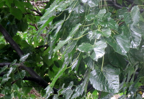 Reutealis trisperma observed 2024-10-14