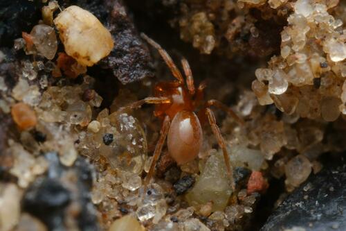 Triaeris stenaspis observed 2024-09-21