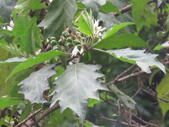 Solanum stellatiglandulosum