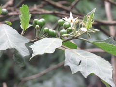 Solanum stellatiglandulosum