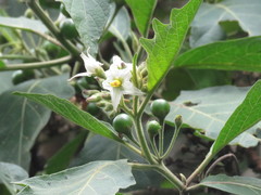 Solanum stellatiglandulosum