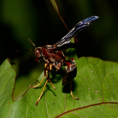 Polistes metricus