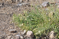 Brickellia oblongifolia