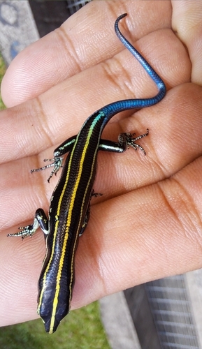 Emoia caeruleocauda observed 2024-10-14