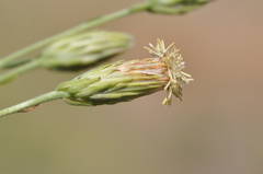 Brickellia oblongifolia