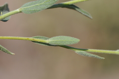 Brickellia oblongifolia