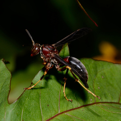 Polistes metricus