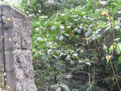 Solanum stellatiglandulosum