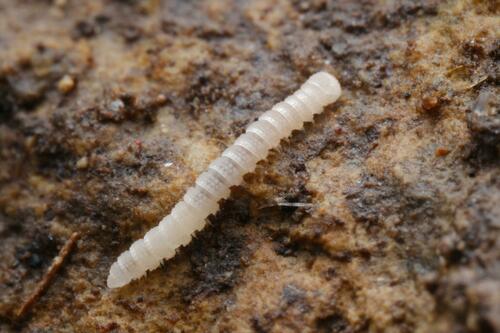 Cylindrodesmus hirsutus