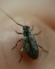 Sternidius
