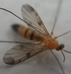 Mycetophilidae