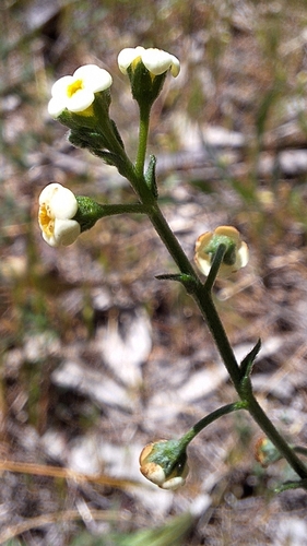 Image of Hackelia suaveolens by no rights reserved