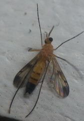 Mycetophilidae