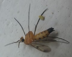 Mycetophilidae