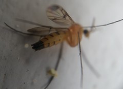 Mycetophilidae