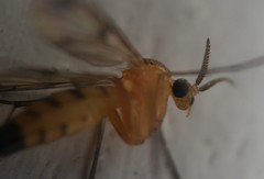 Mycetophilidae