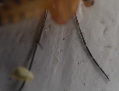 Mycetophilidae