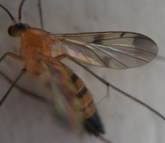 Mycetophilidae