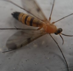 Mycetophilidae