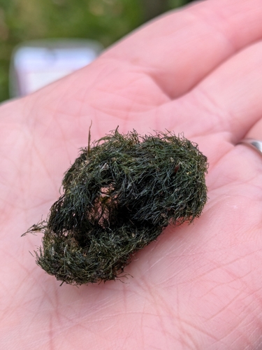 Image of Cladophora aegagropila by (c) Rhonda Ridley, some rights reserved (CC BY-SA)