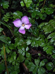 Sarcopyramis napalensis delicata