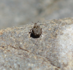 Neophytobius cavifrons