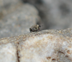 Neophytobius cavifrons