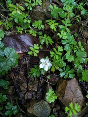 Ellisiophyllum pinnatum