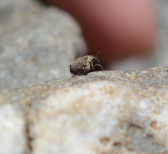 Neophytobius cavifrons