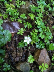 Ellisiophyllum pinnatum