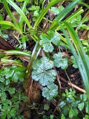 Hydrocotyle setulosa