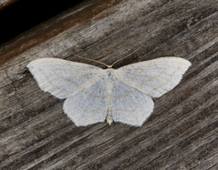 Scopula junctaria