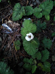 Rubus pectinellus