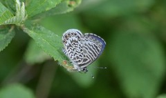 Leptotes lamasi