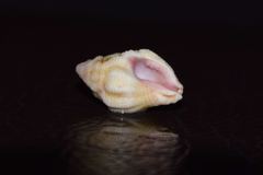Image of Morula porphyrostoma