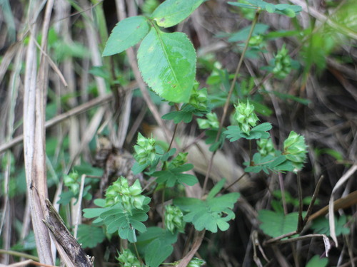 Smithia ciliata iNat (3)