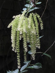 Ledenbergia peruviana